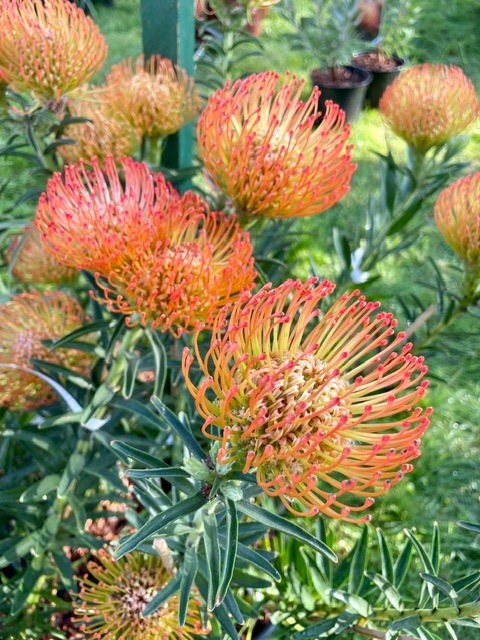 Garden flowers at at Chantilly Chateau in France